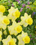 Narcissus Ladea