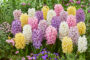 Hyacinthus Pastel mix