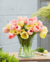Tulipa Ivory Floradale, Pink Impression