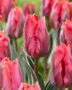 Tulipa Pink Irene