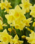 Narcissus TS 750
