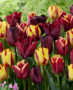 Tulipa Burgundy and Yellow mix Tulipa Burgundy and Yellow mix