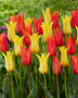 Tulipa Ballerina, Moonshine Tulipa Ballerina, Moonshine