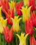 Tulipa Ballerina, Moonshine Tulipa Ballerina, Moonshine