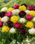 Tulipa double flowering mix Tulipa double flowering mix
