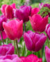Tulipa Angola, Pink Ardour