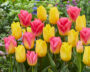 Tulipa Strong Gold, Tom Pouce, Tompouce