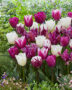 Tulipa Purple and White mix Tulipa Purple and White mix