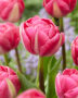 Tulipa Vogue