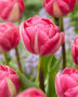 Tulipa Voque