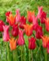 Tulipa Leliebloemige mix