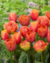 Tulipa Oranje mix