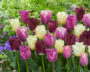 Tulipa Paars en Wit Crispa mix