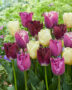 Tulipa Paars en Wit Crispa mix
