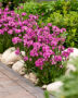 Lychnis Cherry Bubbles