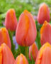 Tulipa Dordogne