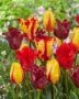 Tulipa Rood en Geel mix