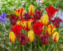 Tulipa Rood en Geel mix