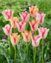 Tulipa Beautydream, Beautytrend