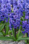 Hyacinthus Blue Jeans