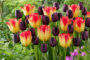Tulipa Queen of Night, Suncatcher Tulipa Queen of Night, Suncatcher