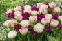 Tulipa Double flowering mix Tulipa Double flowering mix