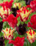 Tulipa Parrot mix