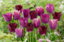 Tulipa Purple Crispa mix