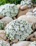 Sempervivum Arctic White
