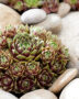 Sempervivum Ruby Line