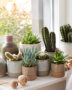 Cactus en succulenten collectie