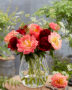 Paeonia Coral Sunset, Red Charm
