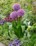 Allium Party Balloons, Allium Party Balloon
