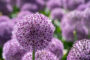 Allium Party Balloons, Allium Party Balloon