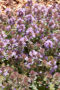 Thymus serpyllum Pink Chintz