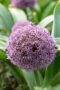 Allium Party Balloons, Allium Party Balloon