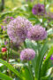 Allium Party Balloons, Allium Party Balloon