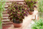 Coleus scutellarioides Great Falls Niagara