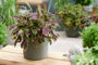 Coleus scutellarioides Stained Glassworks Le Freak