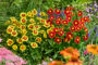 Coreopsis UpTick combinatie