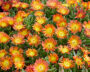 Delosperma Delmara Orange