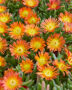 Delosperma Delmara Orange