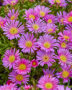 Delosperma Delmara Pink