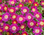 Delosperma Delmara Fuchsia