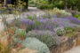 Lavandula angustifolia border