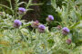 Cynara scolymus