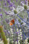 Eryngium Jos Eijking, Lavandula angustifolia