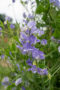 Lathyrus odoratus NZ Gardener