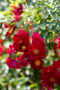 Rosa Flower Carpet Red Velvet