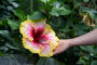 Hibiscus rosa-sinensis Simple Pleasures